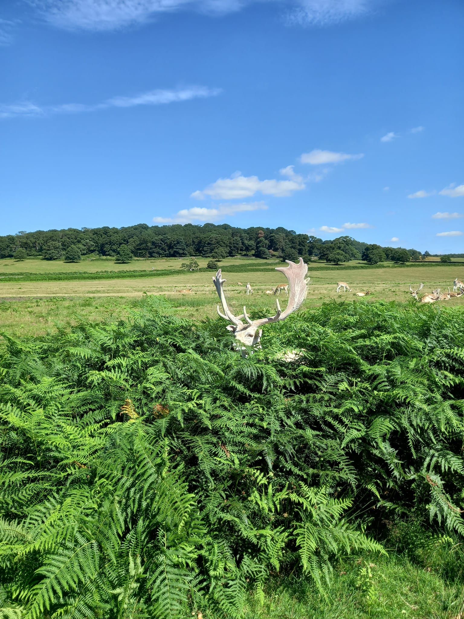 deer in Bradgate Park